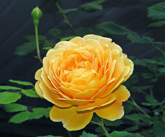 Golden Celebration photo gc2013_06120086_zps7cac927a.jpg